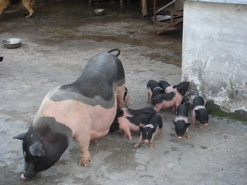 常年提供宠物猪.常年提供巴马香猪种猪.巴马香猪种猪价格 纯种香猪 纯种香猪幼崽