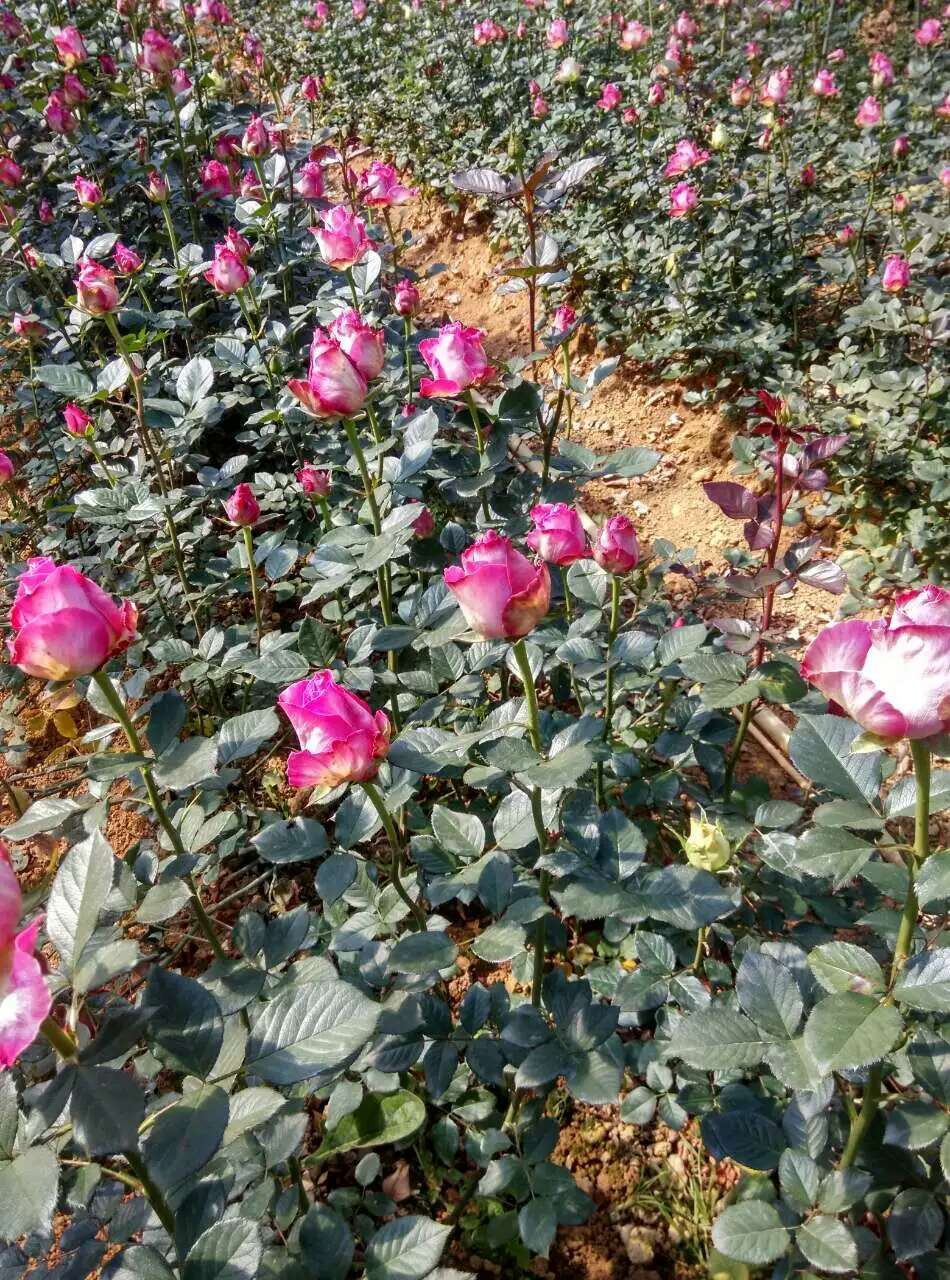 湖南玫瑰种植大量批发玫瑰花