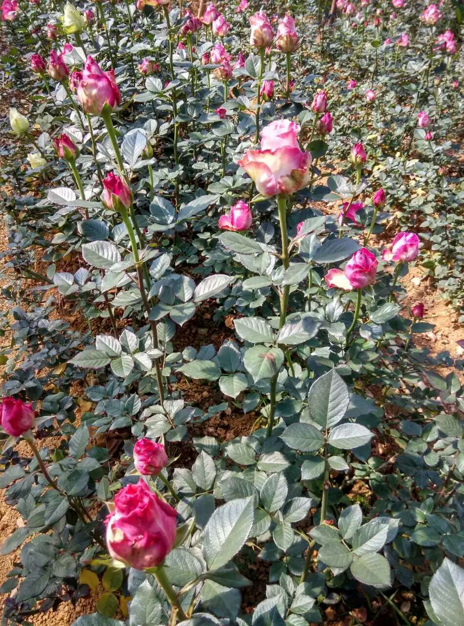 湖南玫瑰种植大量批发玫瑰花
