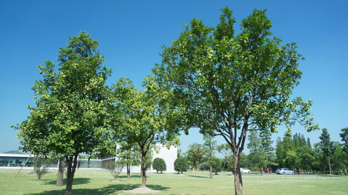 长沙市特价低价优质香泡香橼供应厂家特价低价优质香泡供应   翔云苗木绿化直供香泡     香泡出售  特价低价优质香泡香橼供应