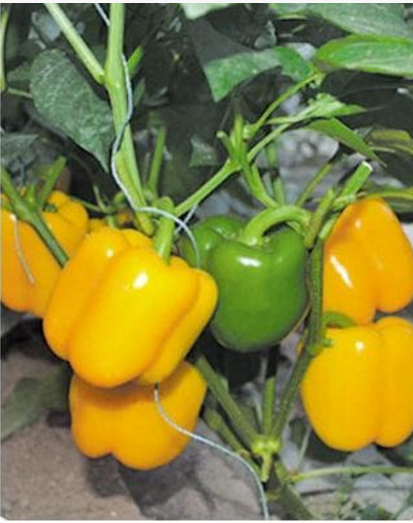 奇山黑美人方形甜椒种子  优质品种 盛琪种业公司推出优质高产方形甜椒种子