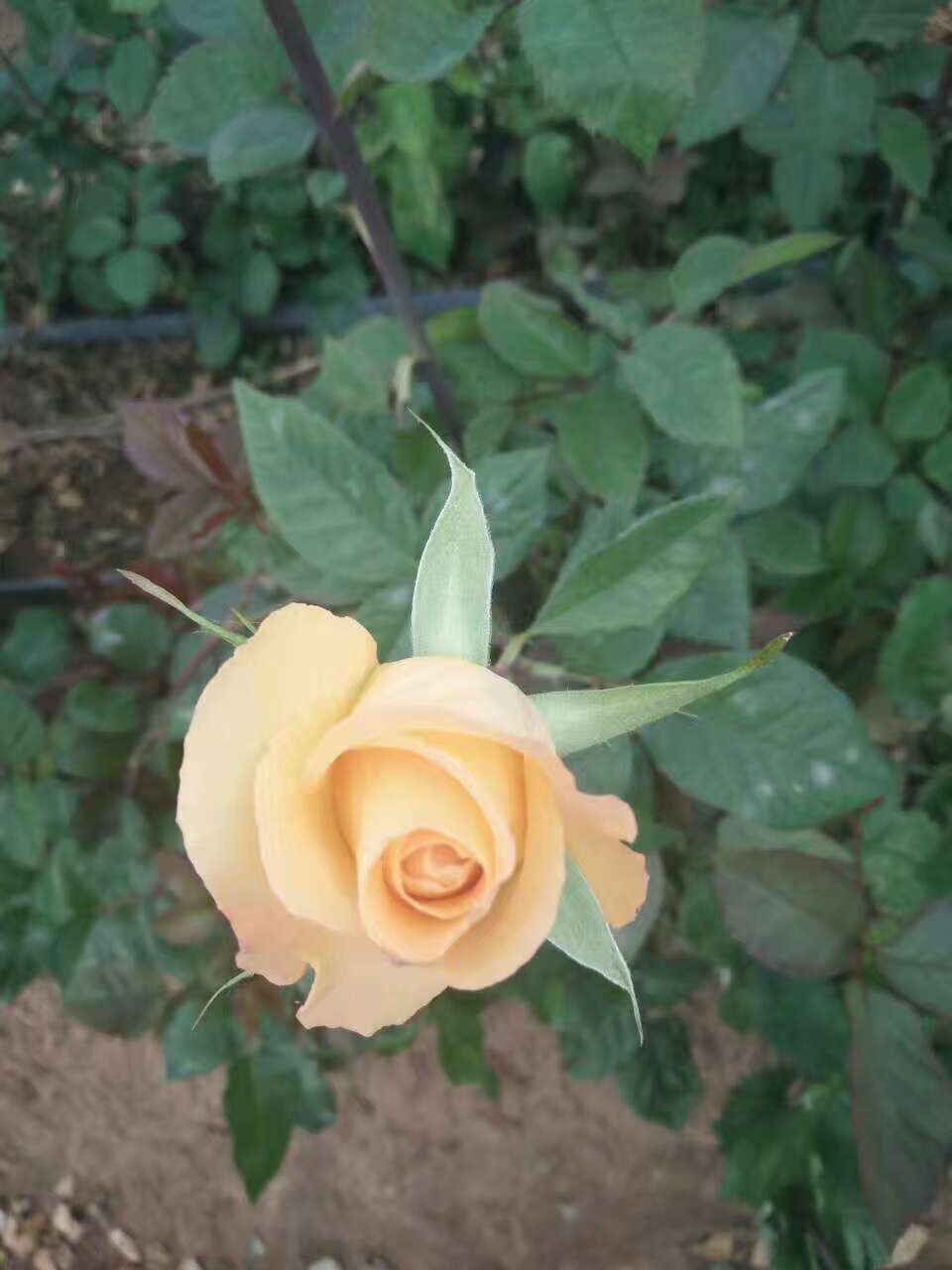 桂林市广东玫瑰种植大量批发玫瑰花厂家广东玫瑰种植大量批发玫瑰花