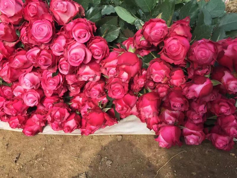 广东玫瑰种植大量批发玫瑰花