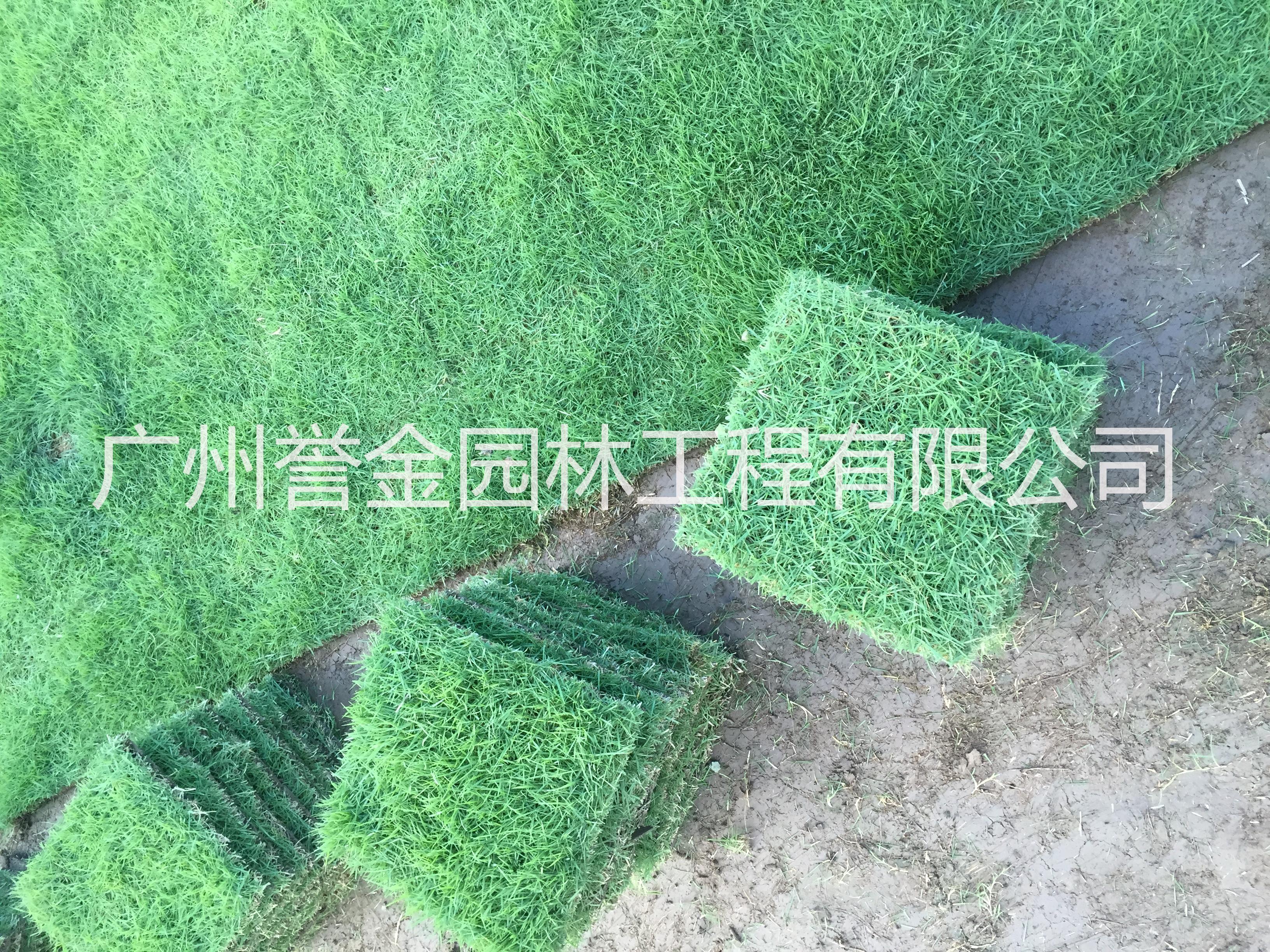 台湾草、马尼拉草
