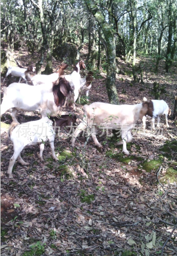 昆明市波尔山羊羊羔价格厂家云南纯种波尔羊养殖场 纯种波尔山羊种羊母羊 波尔山羊羊羔价格