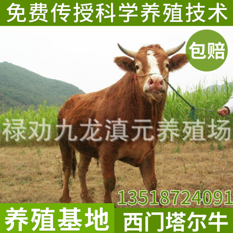供应放牧300-500公斤改良肉牛 西门塔尔牛 肉牛养殖场 肉牛品种图片