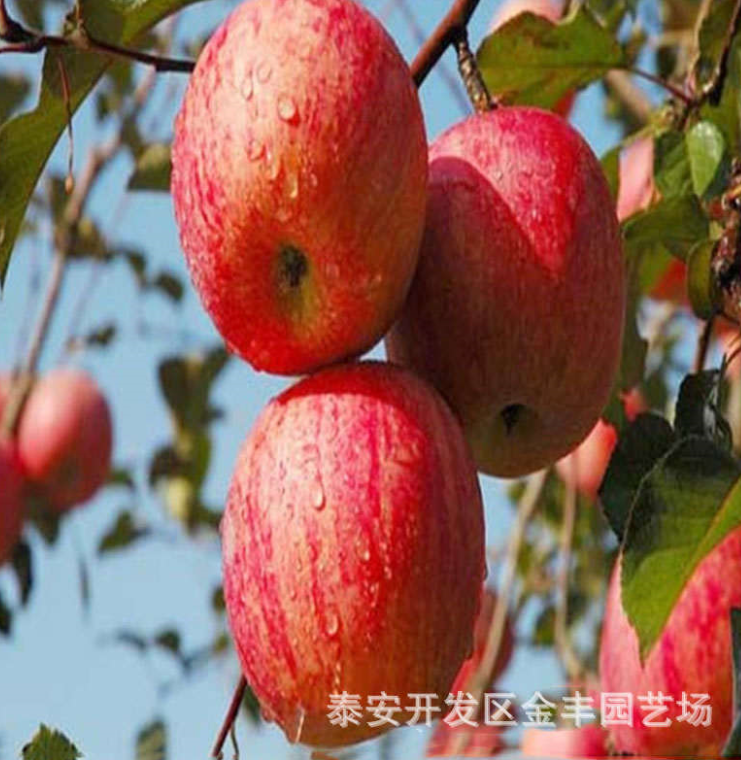 苹果实生苗批发 基地苹果树苗种植 现挖现卖 品种齐全图片