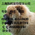 猫狗宠物上海隔离清关