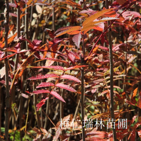 辽宁花楸树苗、花楸苗、花楸小苗图片