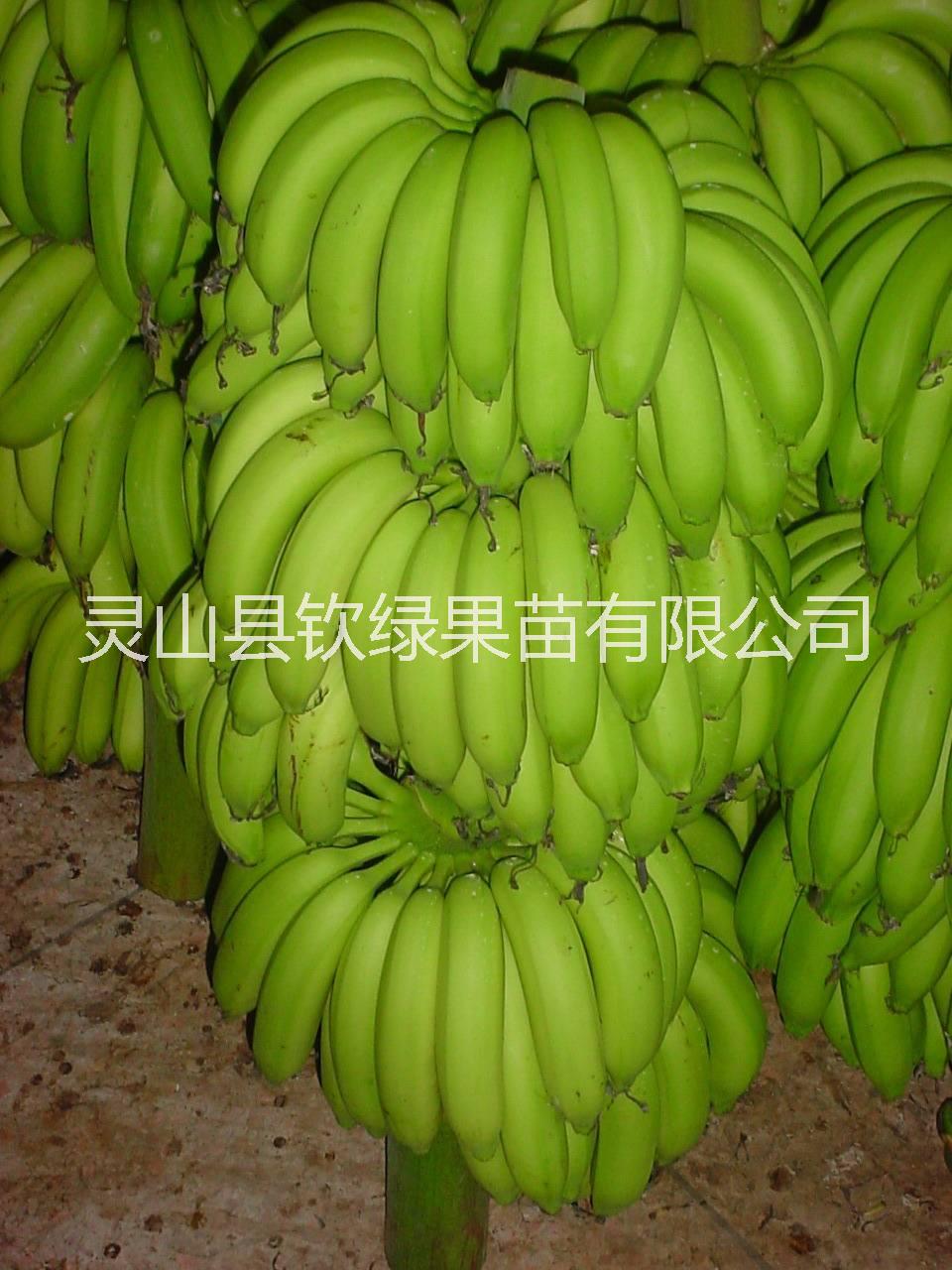 桂林市桂蕉香蕉苗厂家