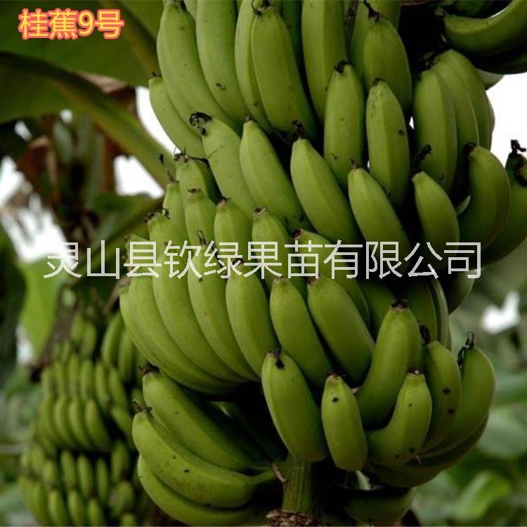 桂林市桂蕉香蕉苗厂家广西桂蕉香蕉苗 南方种植桂蕉香蕉苗 桂蕉香蕉苗批发桂蕉香蕉苗价格