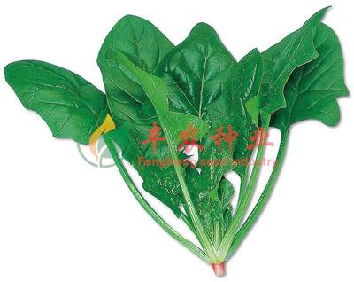 圣尼斯菠菜种子-波菲特山东寿光供应进口圣尼斯菠菜种子-波菲特