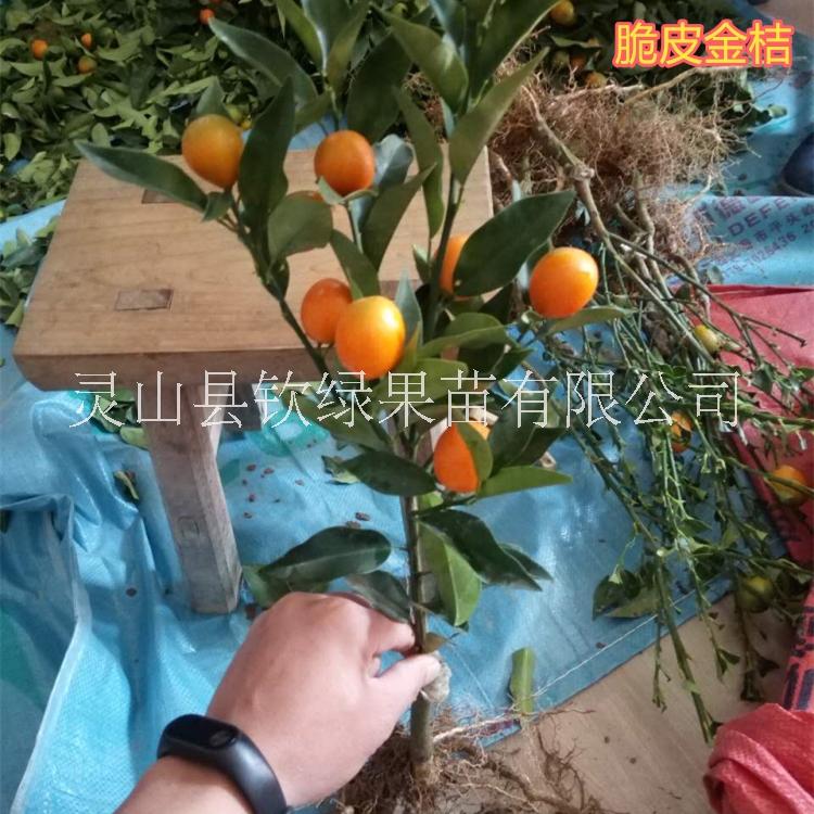 南北方种植果树苗脆皮金桔当年挂果滑皮金桔可地栽盆栽庭院包邮