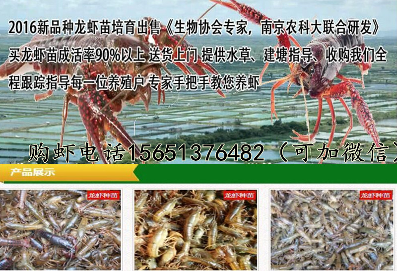 商丘小龙虾虾苗多少钱一斤批发