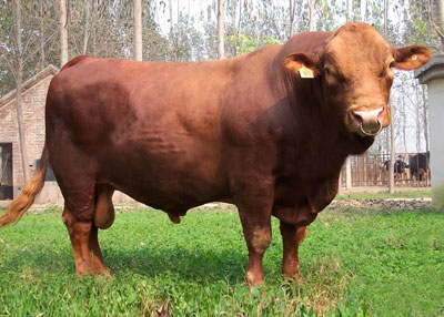 大量供应鲁西黄牛、牛犊山西牛群牧业养殖场图片