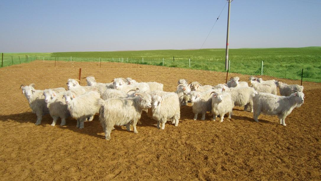 哪里有绒山羊卖报价 绒山羊养殖场 绒山羊多少钱一只 绒山羊报价