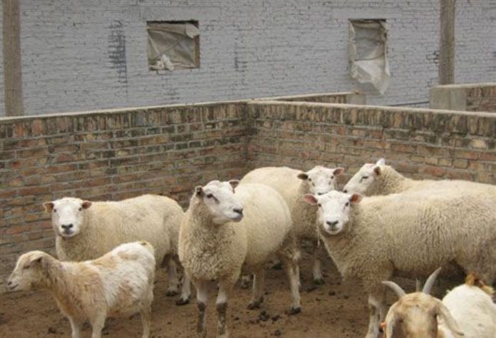 夏洛莱羊多少钱一只 纯种夏洛莱羊报价 夏洛莱羊种羊报价
