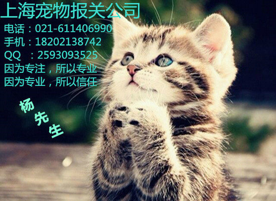 宠物猫狗进口报关全攻略、上海宠物报关公司、上海入境宠物代理报关图片