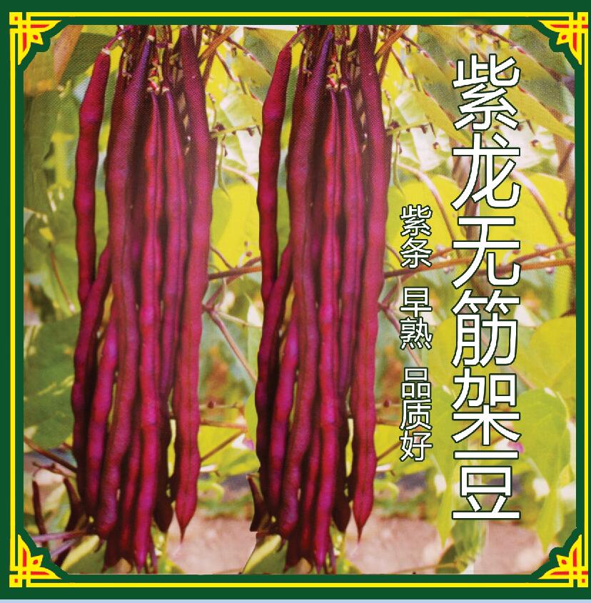 紫龙架豆种子 ，种子公司批发，适宜试种成功地区春秋栽培，特色蔬菜