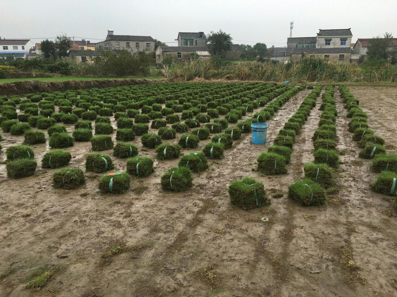 镇江市黑麦草百慕大混播厂家