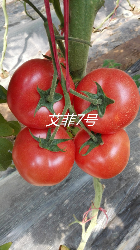 越夏 耐热 西红柿种子- 夏威夷 番茄种子 西红柿种子- 夏威夷