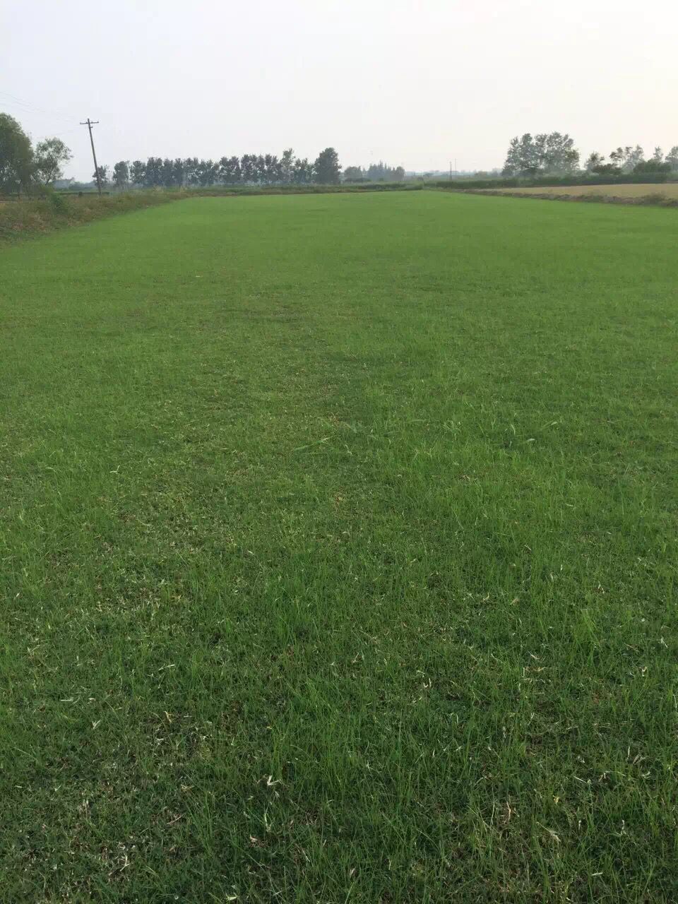 黑麦草百慕大混播浙江青青草坪种植基地 黑麦草百慕大混播