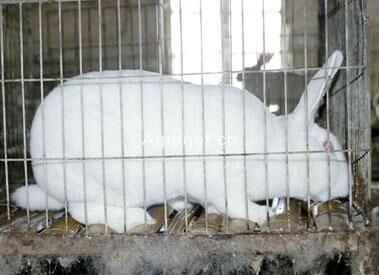 常年出售优质肉兔  獭兔 长毛兔 肉兔  獭兔 长毛兔 杂交野兔