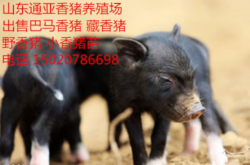香猪养殖场出售巴马香猪苗藏香猪种猪15562315453图片