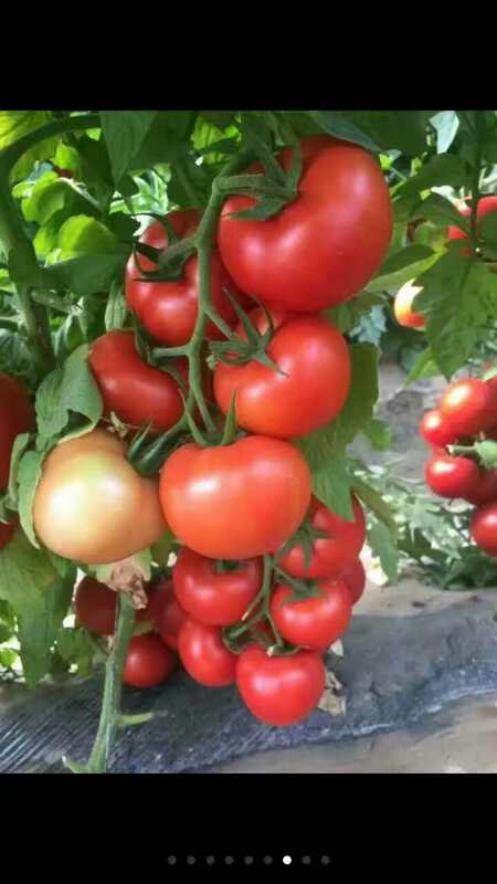 供应红果番茄图片
