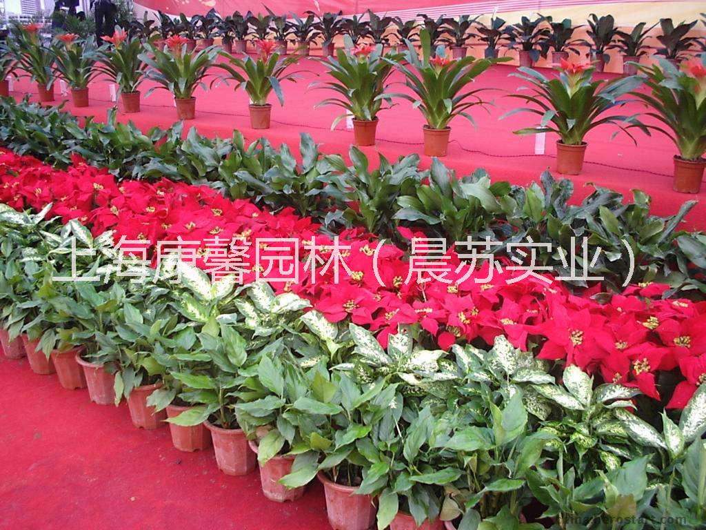 上海市南岸区办公室绿植花卉租赁公司厂家