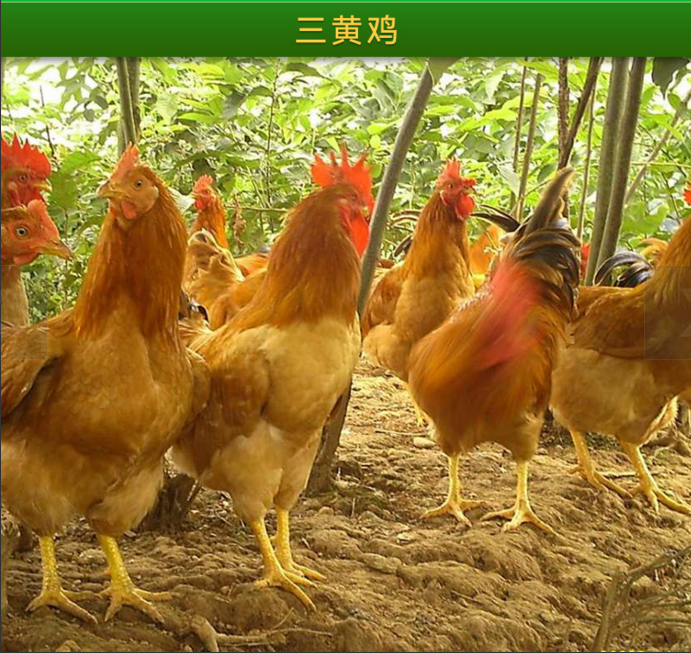 三黄鸡价格绿色生态三黄鸡哪里有三黄鸡供应图片