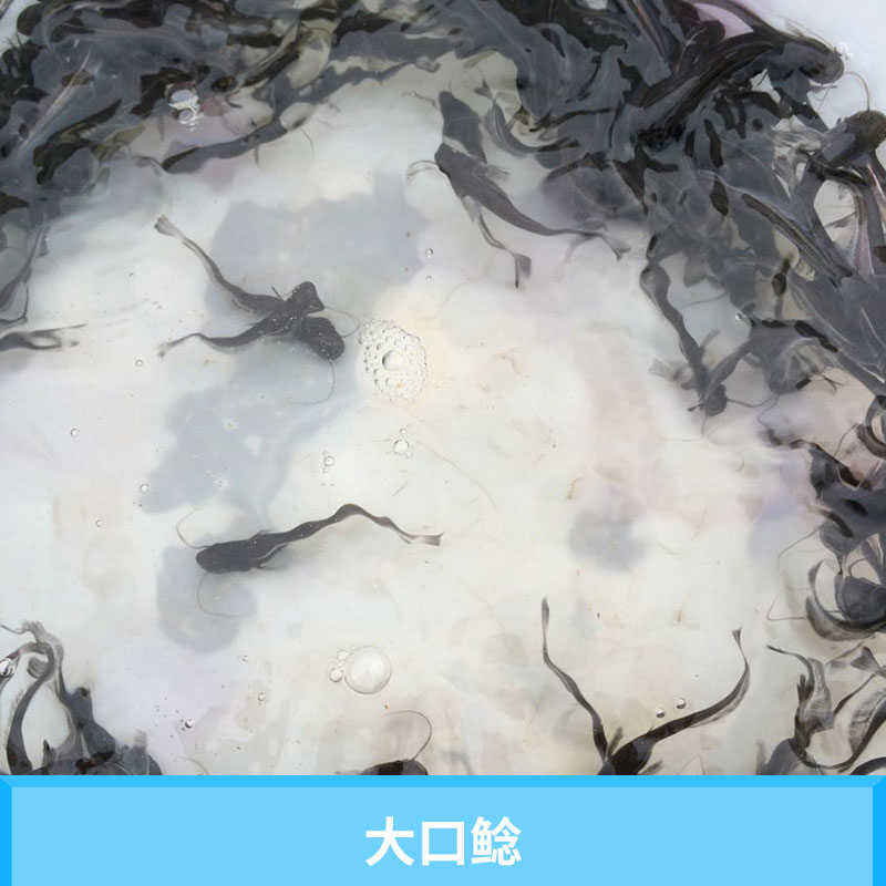 眉山星运渔场大口鲶水产养殖种苗南方大口鲶/六须鲶/河鲶华鱼苗批发图片