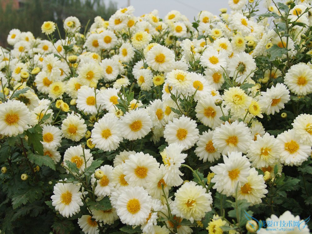 供应菊花，全国最大的杭白菊种植基地，提供产供销一条龙服务图片