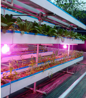 厂家批发大棚花卉育苗补光专用增产20%以上36W植物生长灯节能灯