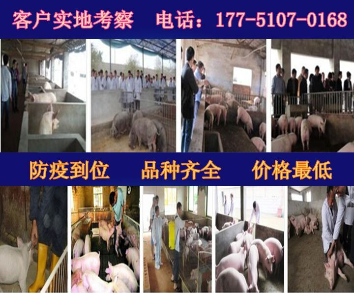 【三元仔猪】市场批发价格_三元仔猪采购厂家三元仔猪厂家图片