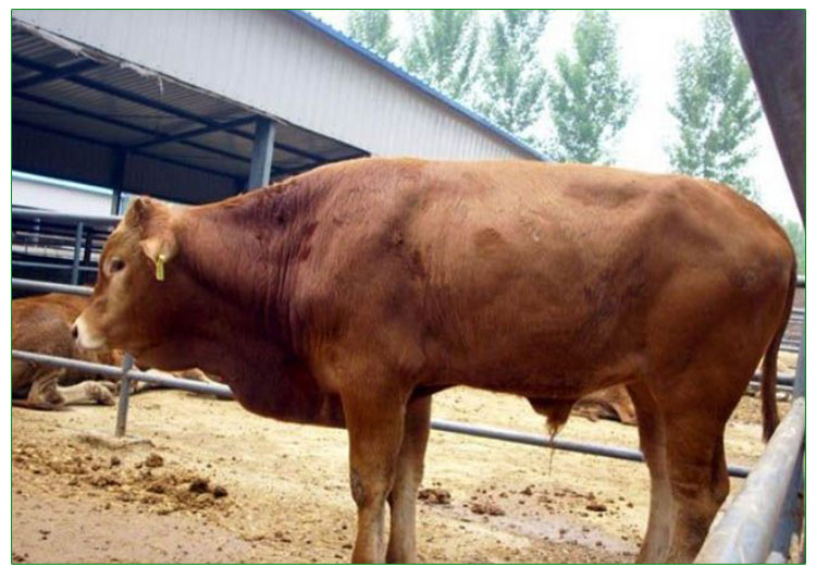 山东肉牛价格报价 山东肉牛哪家好 山东肉牛养殖场 常年优质提供图片