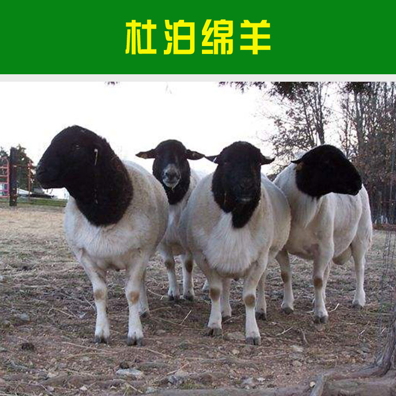 哪里有卖杜泊绵羊报价 杜泊绵羊羊羔报价 杜泊绵羊批发 养殖羊