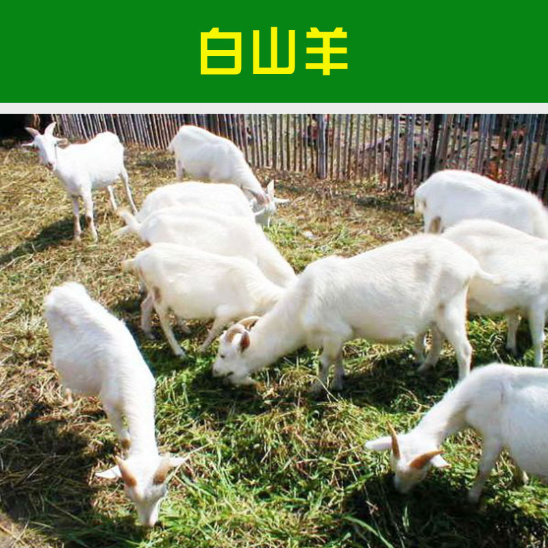 山东白山羊多少钱一只 白山羊价格 白山羊养殖场 白山羊羊羔
