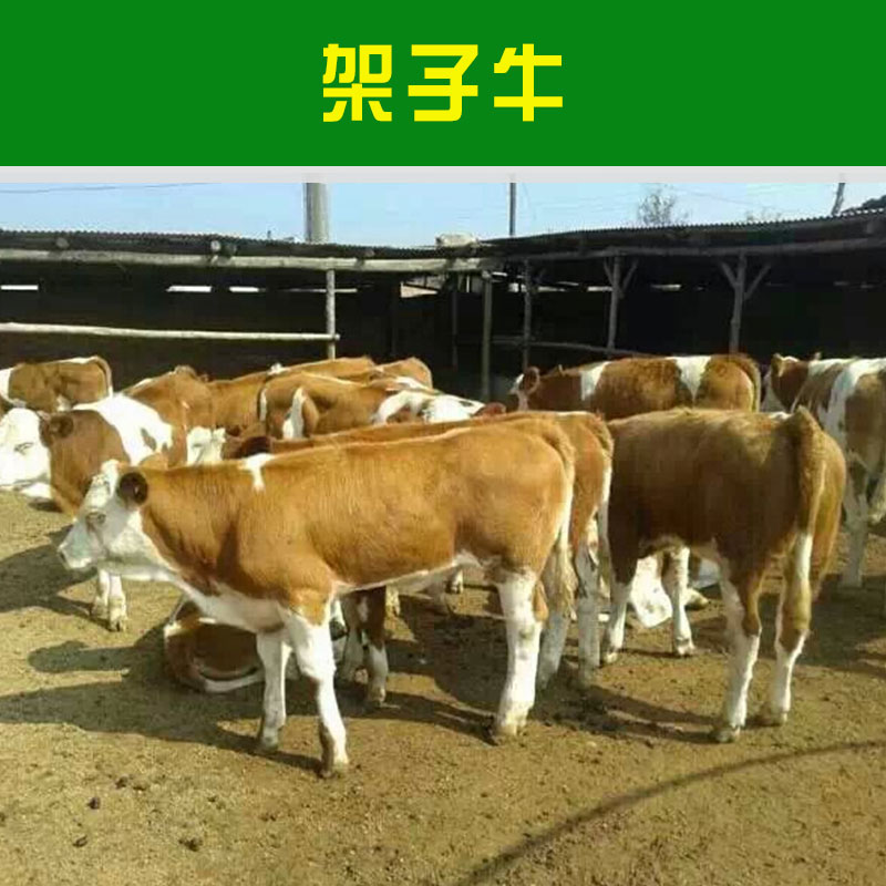 山东盛泰养殖场供应架子牛 人工养殖牲畜大型杂交肉用育肥架子牛犊