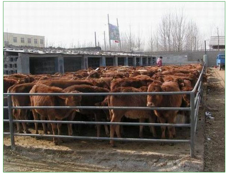 鲁西黄牛养殖技术