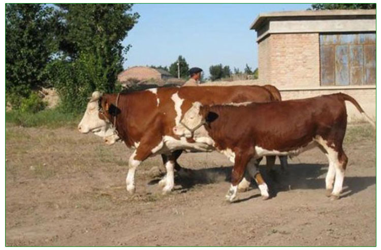 吉林西门塔尔牛价格报价 吉林西门塔尔牛批发吉林西门塔尔牛养殖技术图片