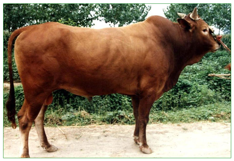 鲁西黄牛养殖技术