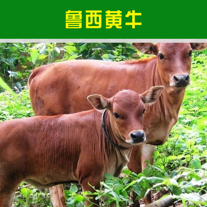 山东养殖鲁西黄牛 大型肉用牛优质改良品种鲁西育肥黄牛牛犊图片