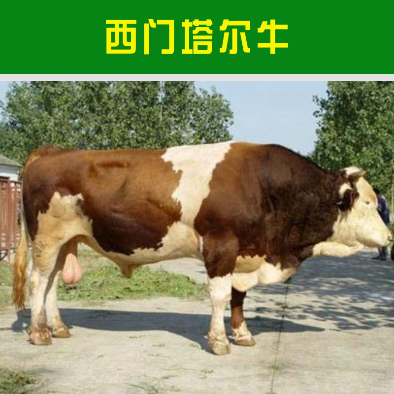 黑龙江西门塔尔牛价格报价 黑龙江西门塔尔牛养殖技术 肉牛牛犊批发