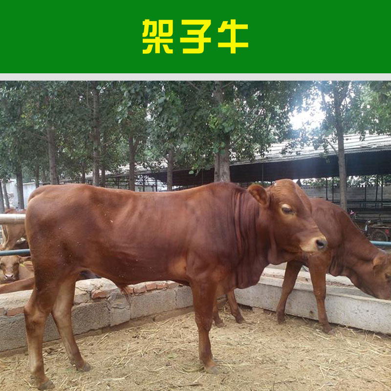 山东盛泰养殖场供应架子牛 人工养殖牲畜大型杂交肉用育肥架子牛犊