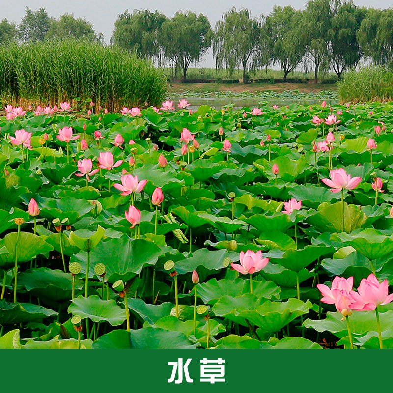 大量供应水草、草花等水生植物批发