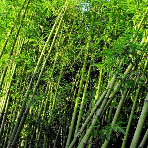 优质出售 淡竹
