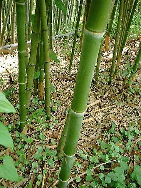 优质出售 淡竹 刚竹 大量优质刚竹