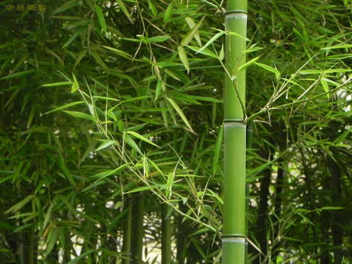 优质出售 淡竹 刚竹 大量优质刚竹