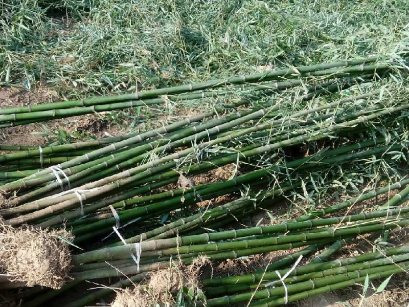 优质出售 淡竹 大量淡竹